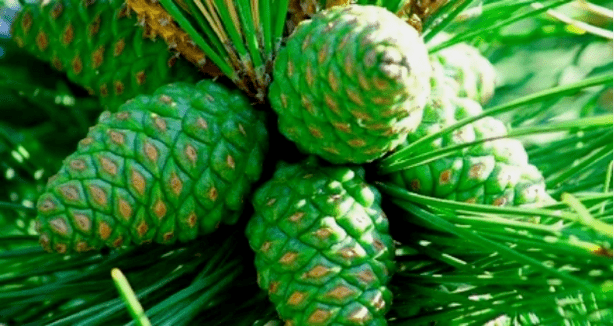 Green pine shots