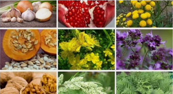 Treatment of parasites in the human body with folk drugs
