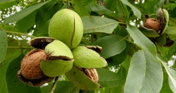 walnut